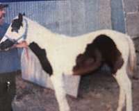 tobiano-paint-mare-foal