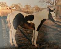 black-apha-mare-foal