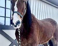 beginner-cross-clydesdale-hackney-horse