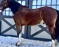 clydesdale-hackney-gelding