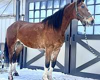 clydesdale-hackney-horse