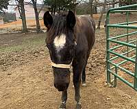 blue-roan-roan-aqha-nrha-colt-yearling