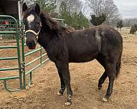 blue-roan-roan-aqha-nrha-horse