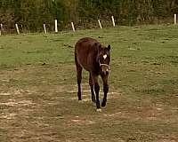 roan-aqha-nrha-filly