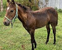 roan-aqha-nrha-horse