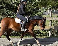 bay-mare-welsh-pony