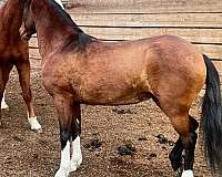 cross-ties-welsh-pony