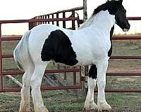 gypsy-vanner-stallion