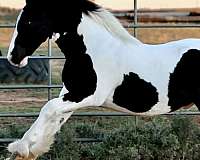 gypsy-vanner-stallion-yearling