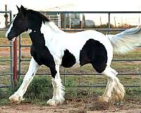 gypsy-vanner-horse-for-sale