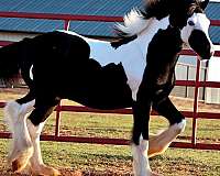 gypsy-vanner-stallion