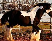 gypsy-vanner-horse-for-sale