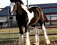 gypsy-vanner-horse