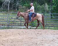 quarter-horse-for-sale