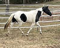 calf-roping-paint-horse