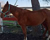 quarter-horse-for-sale