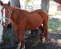 quarter-horse-mare