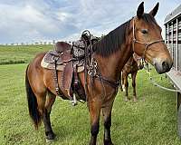 boy-belgian-horse