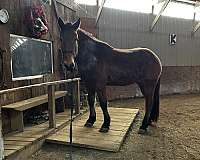 buddy-belgian-horse