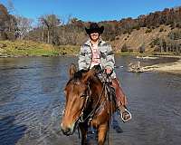 cattle-sorting-belgian-horse