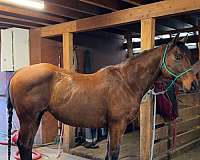 ranch-work-appendix-horse