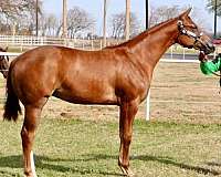 athletic-quarter-horse