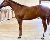 breeding-quarter-horse