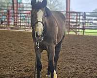 dressage-paint-horse