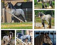 blue-roan-solid-w3-white-socks-horse