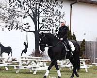 black-white-star-horse