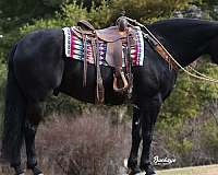 athletic-friesian-horse