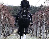 all-around-friesian-horse