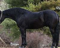 beginner-friesian-horse