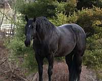 companion-friesian-horse