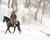 cross-friesian-horse