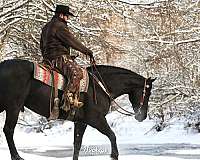 dressage-friesian-horse