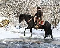 driving-friesian-horse