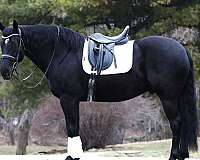 flashy-friesian-horse