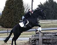 husband-safe-friesian-horse