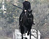 jumping-friesian-horse