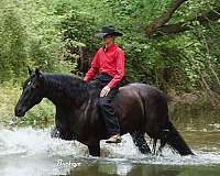 kid-safe-friesian-horse