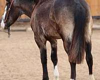 quarter-horse-for-sale