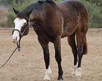 quarter-horse