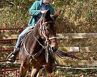 mule-gelding