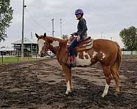 beauty-pinto-horse