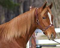 chestnut-strip-flaxen-mane-tail-horse