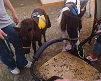 fbr-miniature-horse