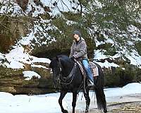 dressage-friesian-horse