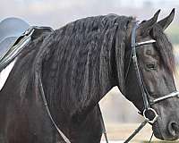 drill-team-friesian-horse