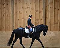 beginner-friesian-horse